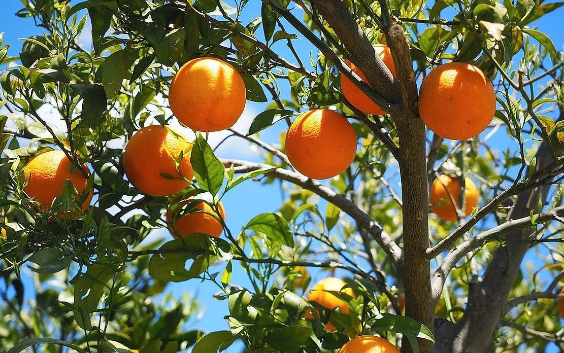 Un racimo de uvas verdes crujientes con gotas de rocío